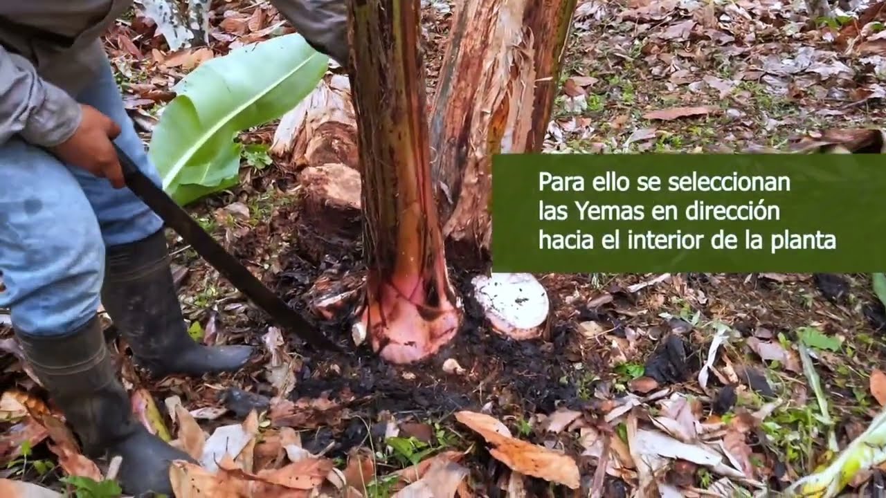 Cómo propagamos banano por yemas laterales en Agroforestería Dinámica | ECOTOP Bolivia