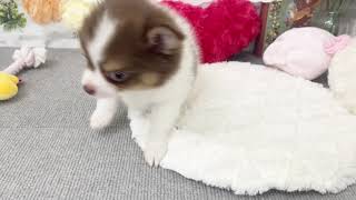 ハーフ犬の動画01