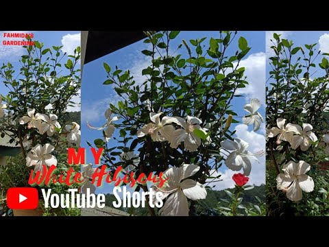 My White Hibiscus,Uncountable Bud's and Flowers Also||Fahmida's Gardening#Shorts