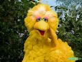 Sesame Street Big Bird And Radar