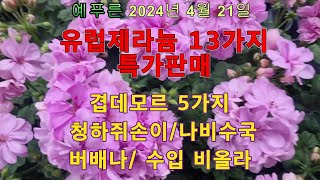24년4.21) 유럽제라늄13가지 겹데모르5가지 철하쥐손이 나비수국 버배나