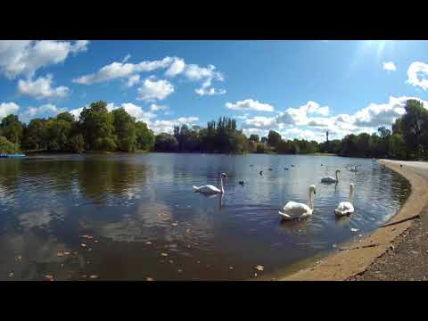 Mute Swams at Regent's Park, London (56) | Royalty-Free Stock Video Footage | Videoscape
