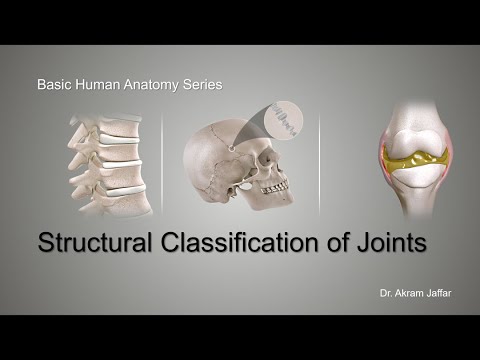 Anatomische Klassifikation von Gelenken