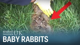 This video of baby rabbits will make you think twice before mowing your lawn
