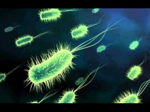 El Koala Wilmore - Alegria En Fundita (Prod. Gerald La Melodia & Leo RD)