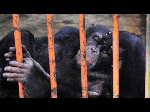 U.S. May Ban All Labs From Using Chimps in Experiments