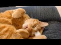 MOST Adorable Cat Sounds Meows Squeaks Mrrps Whines Trills Compilation 2026