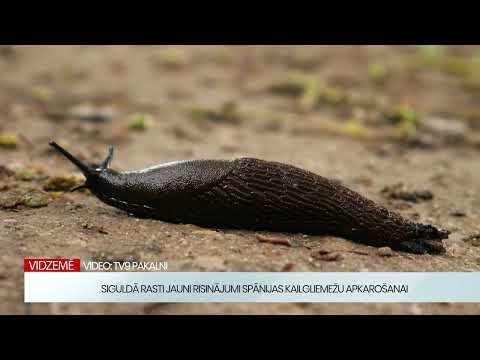 Īstenots projekts Spānijas kailgliemežu apkarošanai kompostēšanas laukumā