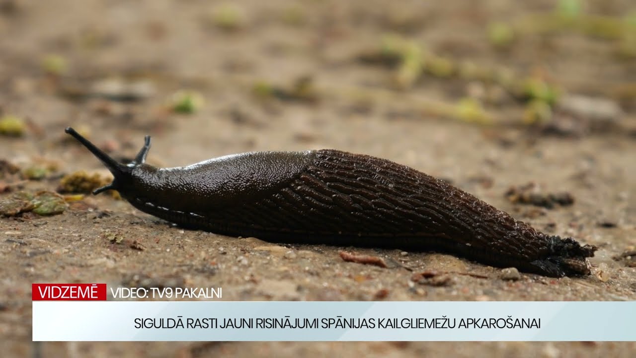 Īstenots projekts Spānijas kailgliemežu apkarošanai kompostēšanas laukumā