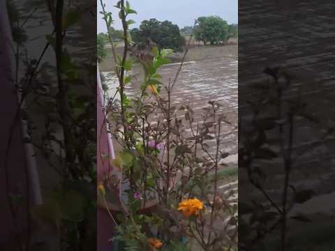 Barish 🌧️ Nature Plant Morning Status | Beautiful Pot Plant Scene | Relaxing Zoom Effect Video