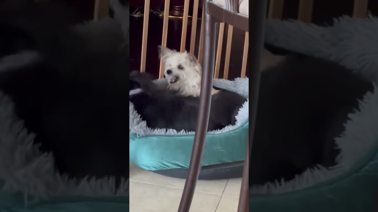 Bubbles, a ADOPTABLE mixed breed in Humble, TX video 6/6