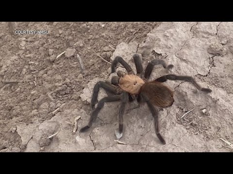 New Mexico Wolf Spider