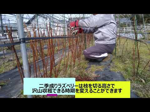 ラズベリーの茂みを剪定する時期と最善の方法は？ 2023 年の冬に実践すべきすべての正しい行動  庭園