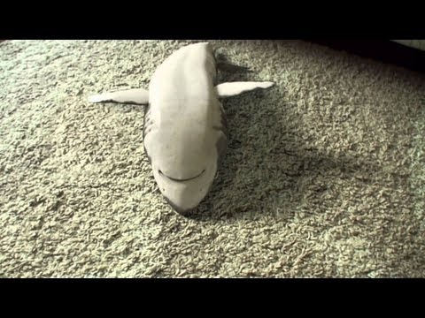 Shark playing dead Supercute