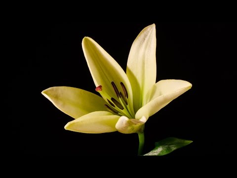 Lily - blooming flower time-lapse video HD