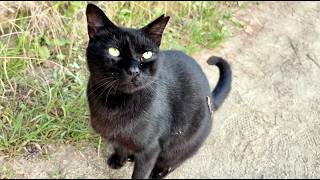喜んで話しかけてくれる人懐っこくてかわいい黒猫ちゃん