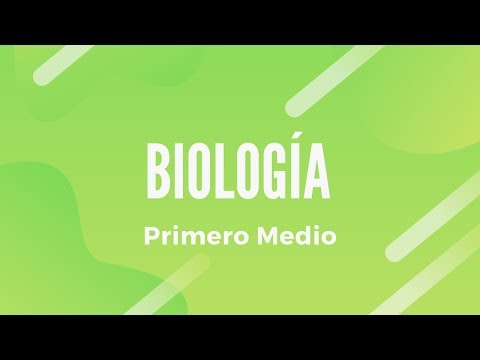 BIOLOGÍA | Ciclos Biogeoquímicos I 1º Medio | Clase Nº17