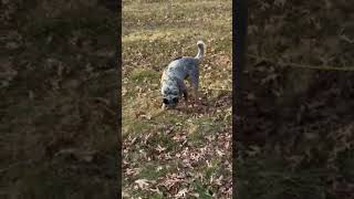 Video preview image #1 Mutt Puppy For Sale in Garden City, NY, USA