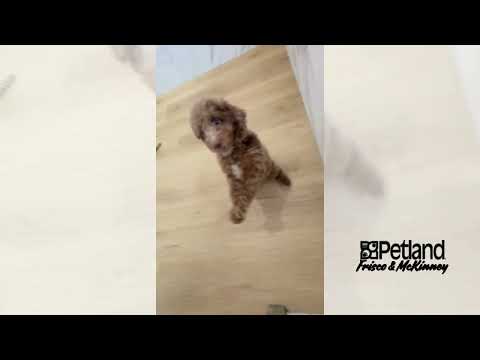 Goldendoodle Mini F1b - 40051 video preview