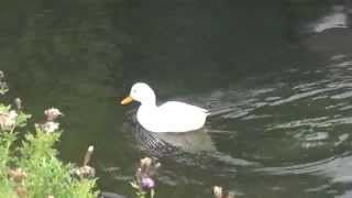 preview picture of video 'Enten und Gänse am Teich in Herne Westfalen'