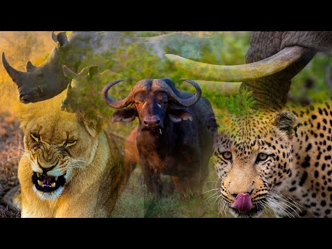 Top 5 Most Dangerous Animals in Africa: The Big Five 4K