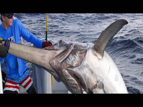 Most Satisfying Fishing Videos Giant Swordfish - Amazing Swordfish Cutting Skill