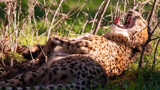 The fastest land animal may also be the laziest 🐆🤔