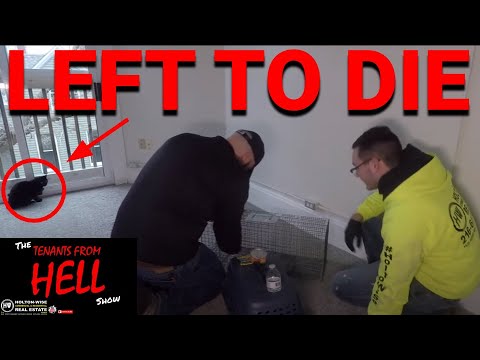 Abandoned Cat Rescue: Owner Left Cat To Die in Landlord's House | Tenants From Hell 39