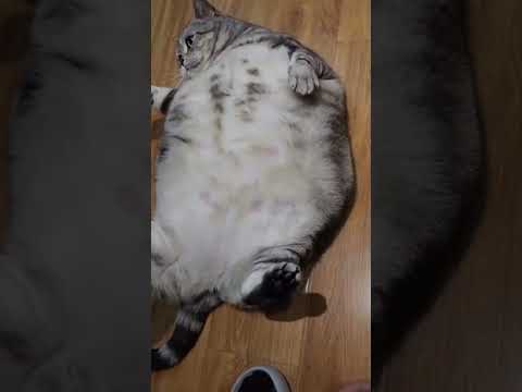 Cute Big Fat Cat 😊 #shorts #cat