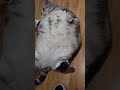 Cute Big Fat Cat Shorts Cat