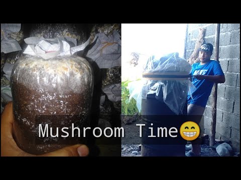 Ang Pag babalik! - MUSHROOM SUBSTRATE NA OVER COMPOST?