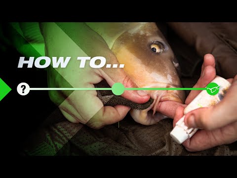 How To Safely Handle Big Carp (Fish Care)