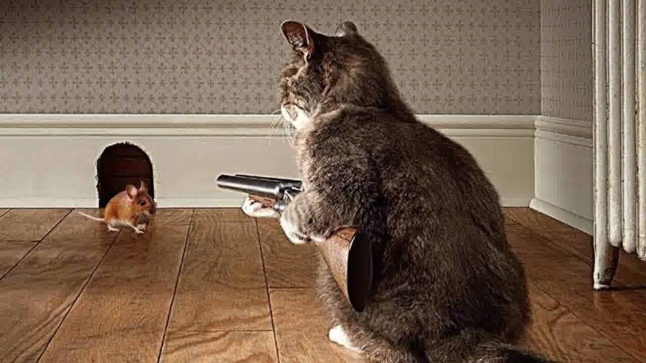 You Laugh You Lose Dogs And Cats ❤️ Best Funniest Animals Video 2024 😹