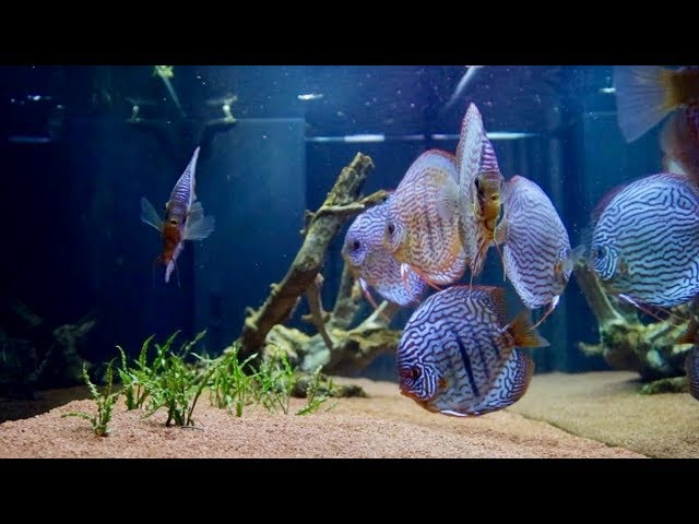 Adding Invitro Plants To My Discus Fish Tank | Juwel Rio 400