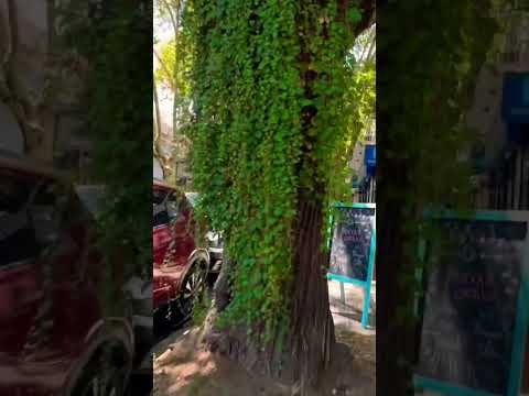 Es una muy linda mañana para caminar un poco por #sanisidro #walking #shorts #tour #buenosaires