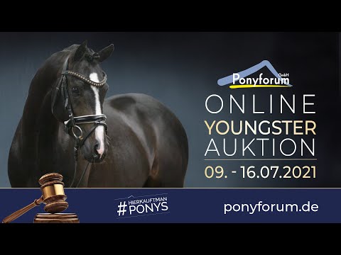 PRIVATE DANCER Hengst * 2018 v. Bijsterhof´s Diamond Dancer / Nia Domo´s Bolero