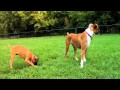 Dog Files Ep 13 Northern Plains Boxer Rescue