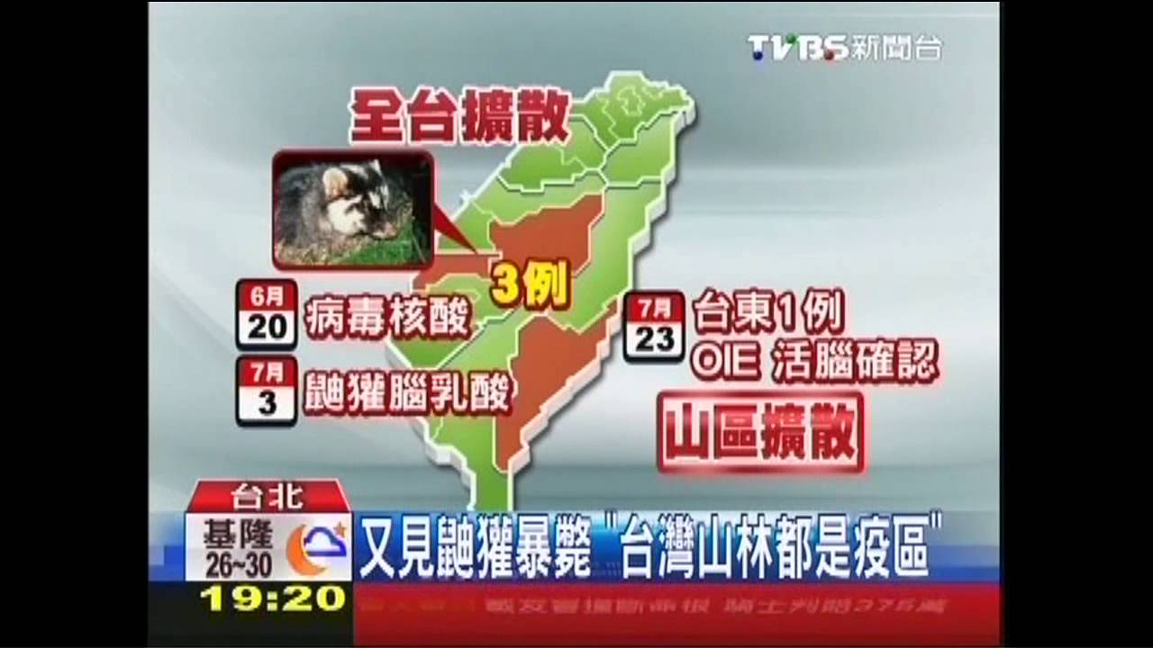 又見鼬獾暴斃　「台灣山林都是疫區」