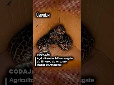 Agricultores mobilizam resgate de filhotes de onça no interior do Amazonas