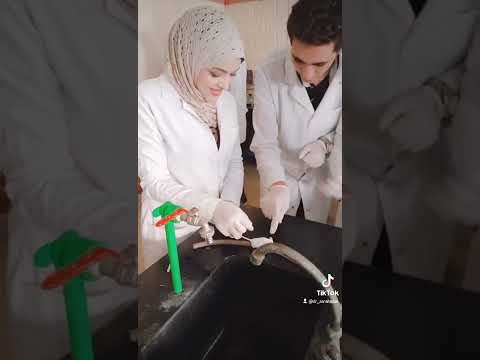 تعلم مسك الفار كليه الصيدله