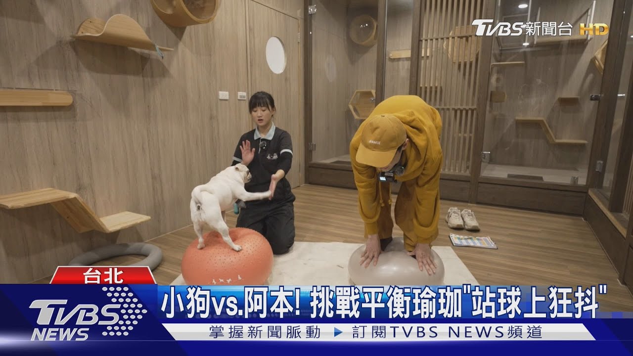 《萌寵明星粗乃玩》主子好萌!阿本挑戰「24隻狗狗安親班」 崩潰喊:學姊救我