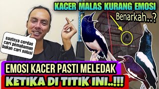 Download lagu INI DIA CARA MENAIKKAN EMOSI KACER ⁉️ DIKUPAS SAMPAI AKARNYA mp3