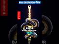 The Cosmic Serpent Kundalini Awakening Explained Unlock Divine Energy Higher Consciousness