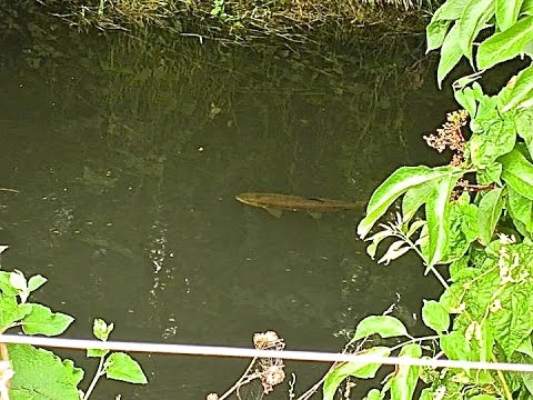 Small stream fly fishing