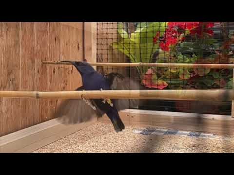 Purple Honeycreeper 360 degree flip in slo-mo