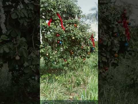 Árvore de Natal do cerrado e Goiás. Município  de Matrinchã