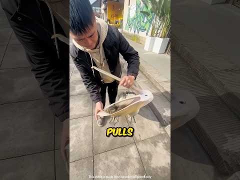 Pelican Almost Eats Duckling 😳