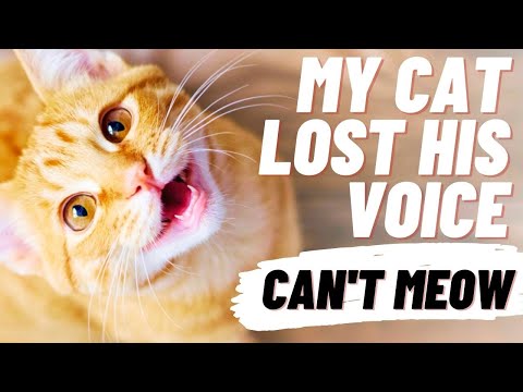 My Cat Lost His Voice & Can't Meow