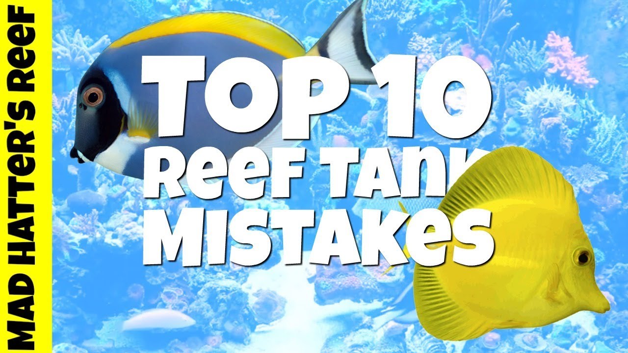 Top 10 Reef Tank Mistakes Beginners Make (and How to Avoid Every One)
