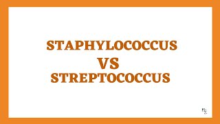 Staphylococcus VS Streptococcus (5 Major Differences to Memorize) 💡
